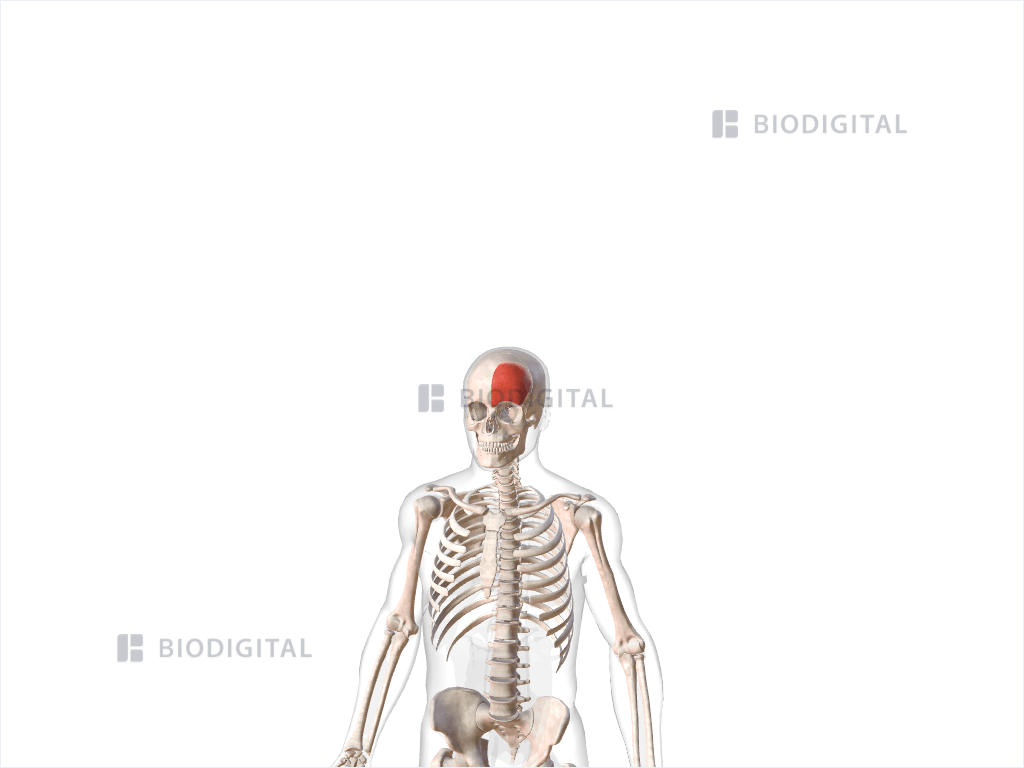 Left frontalis