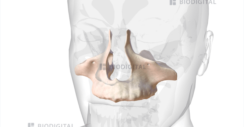Maxilla Bone Exploded View Maxilla Bone Diagram