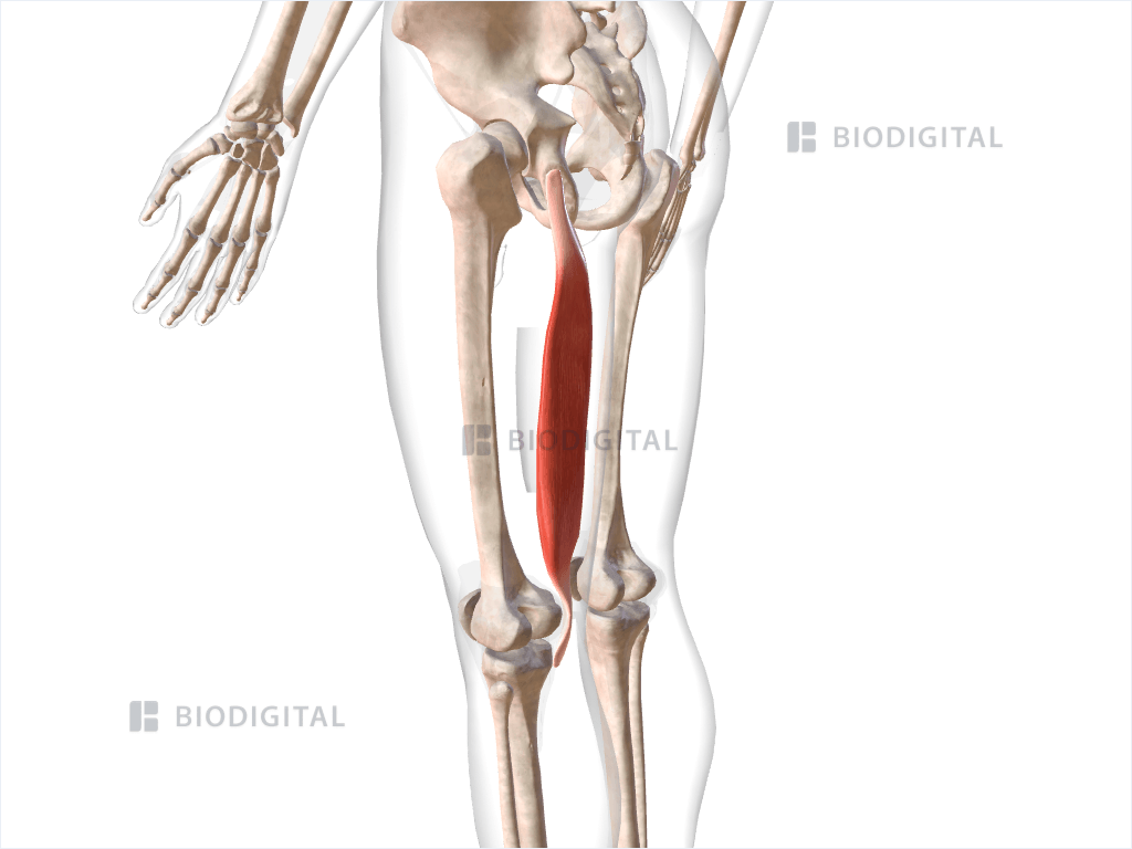 Left semimembranosus