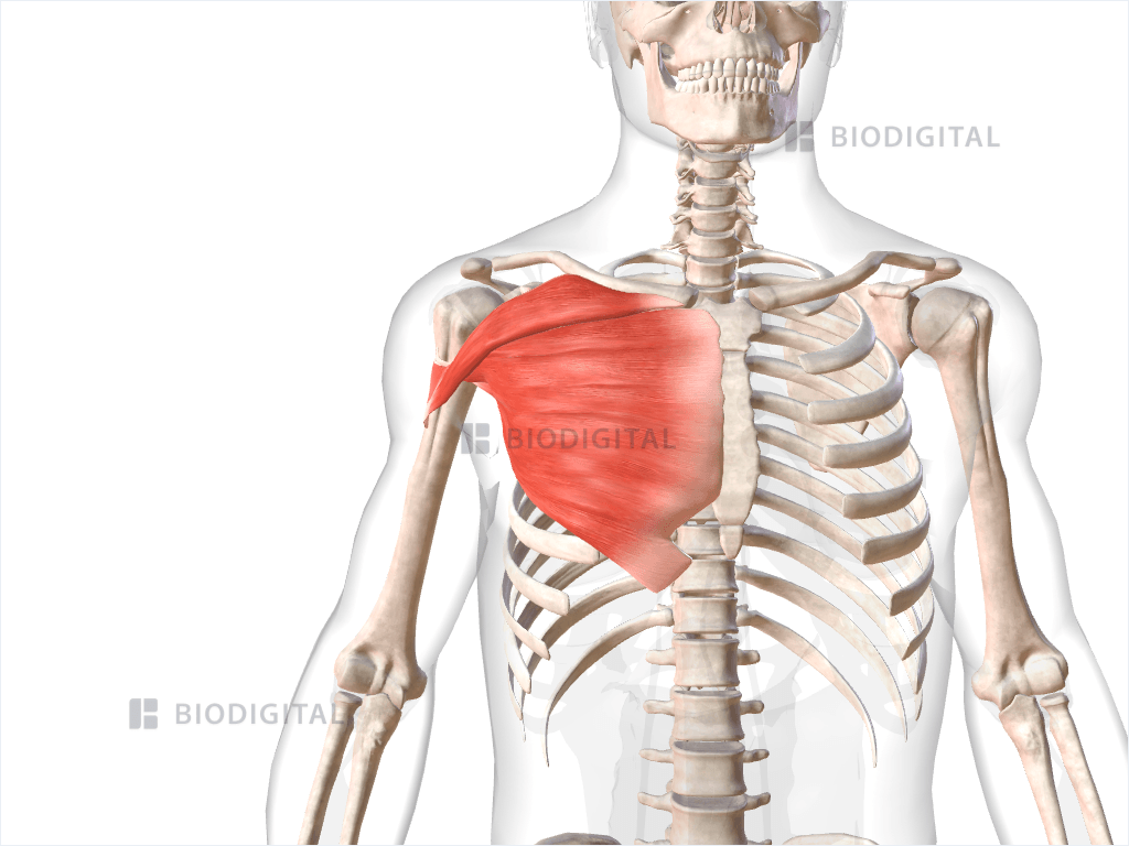 Muscles of right pectoral girdle