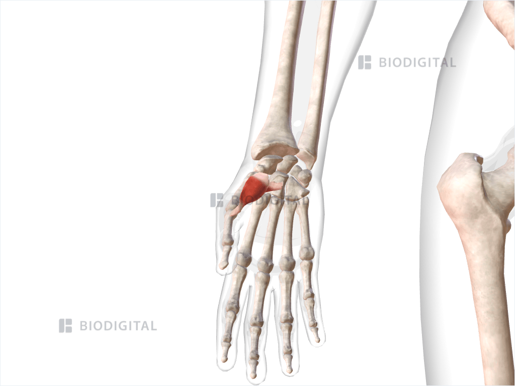 Right flexor pollicis brevis