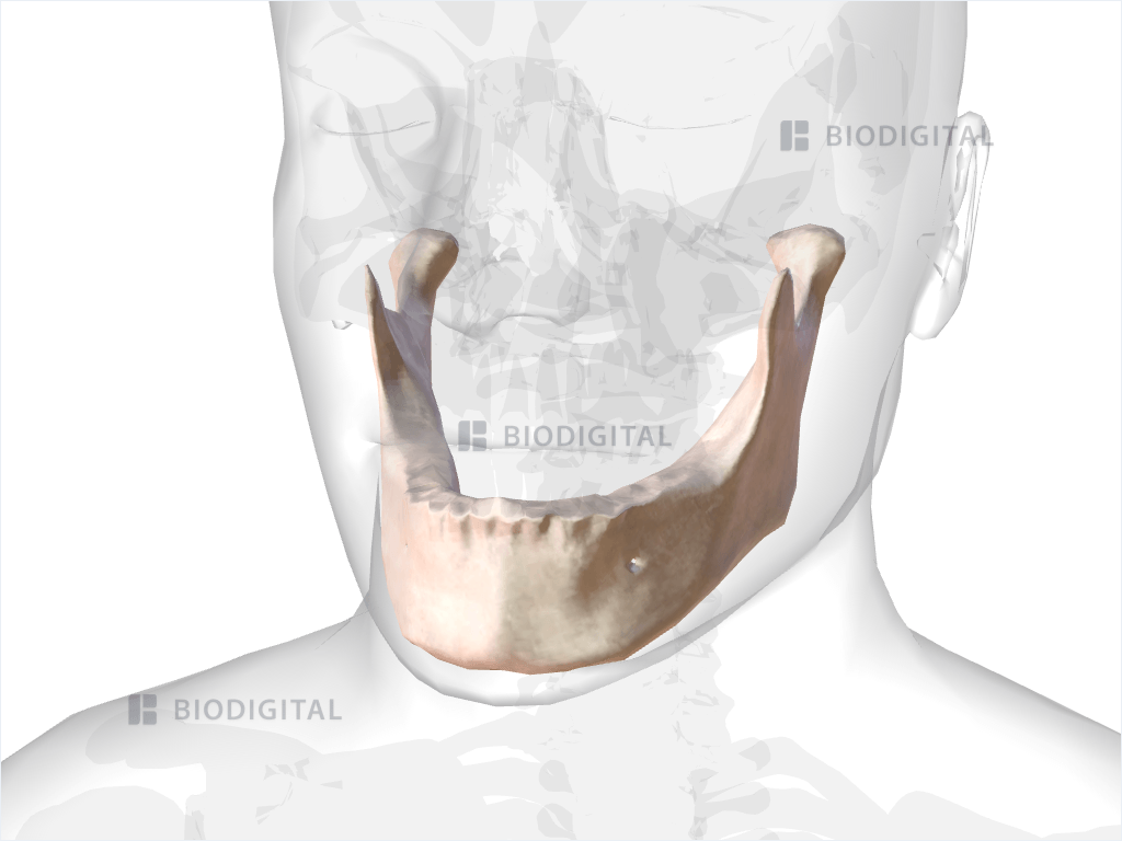 Mandible