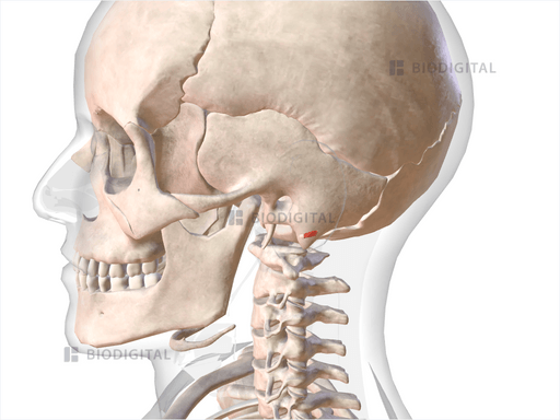 Antitragus | BioDigital Anatomy