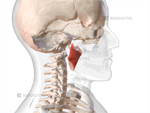 Right deep head medial pterygoid | BioDigital Anatomy