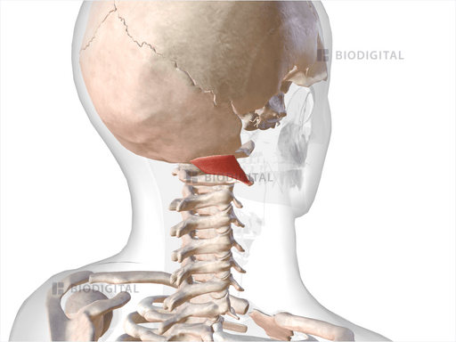 Right obliquus capitis superior | BioDigital Anatomy