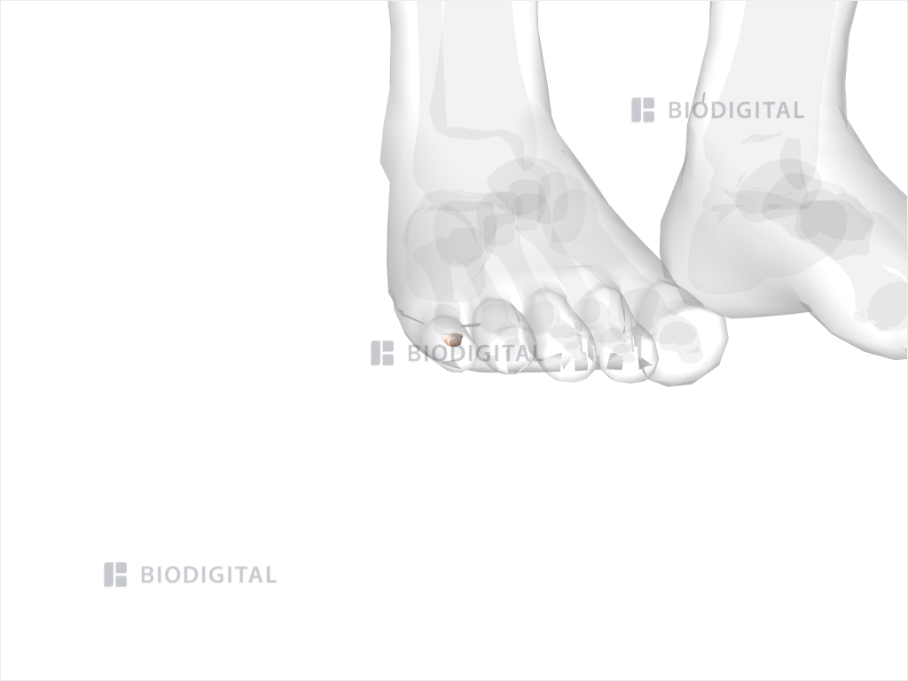 Middle phalanx of right fifth toe