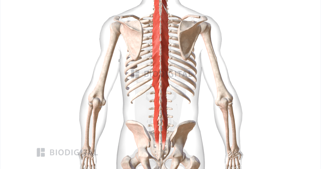 Multifidus March Transversospinalis Multifidus