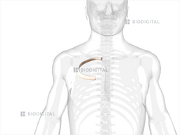 3rd Rib Invasion Right third rib | BioDigital Anatomy