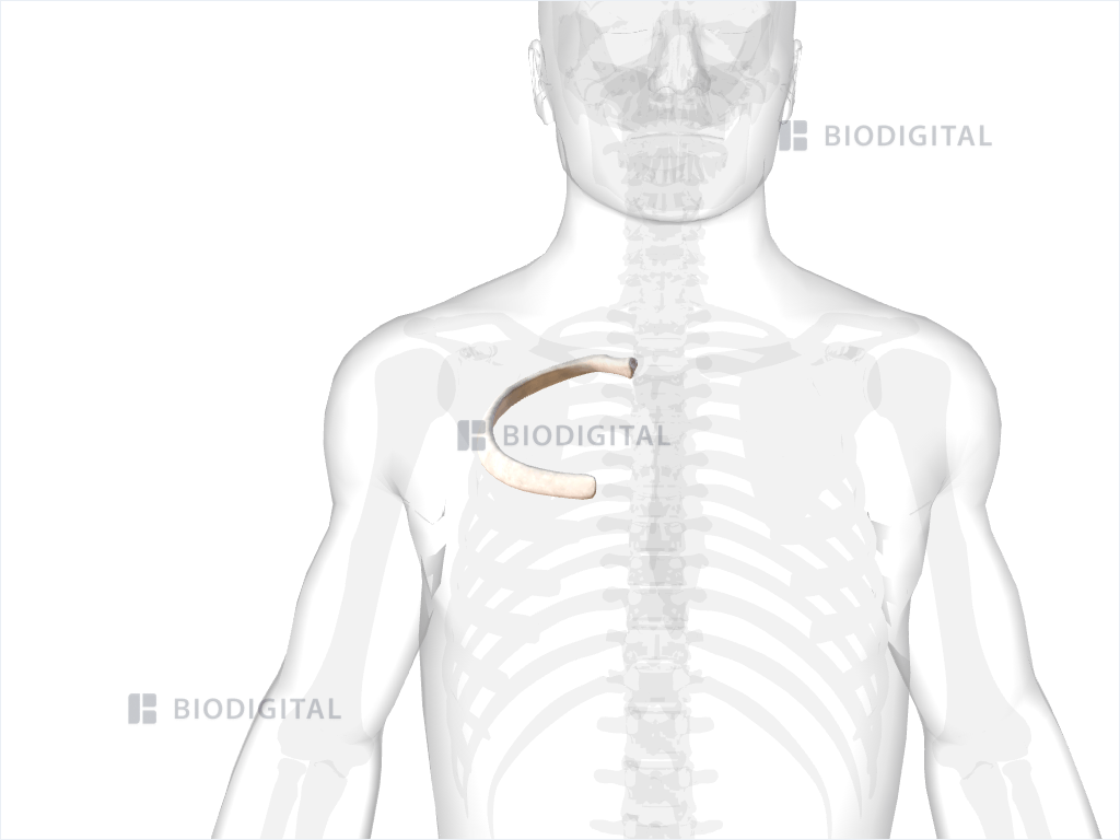 Right third rib