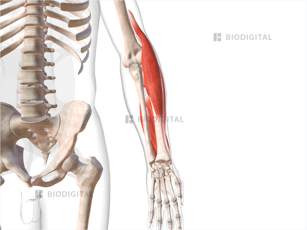 Extensor muscles of left forearm