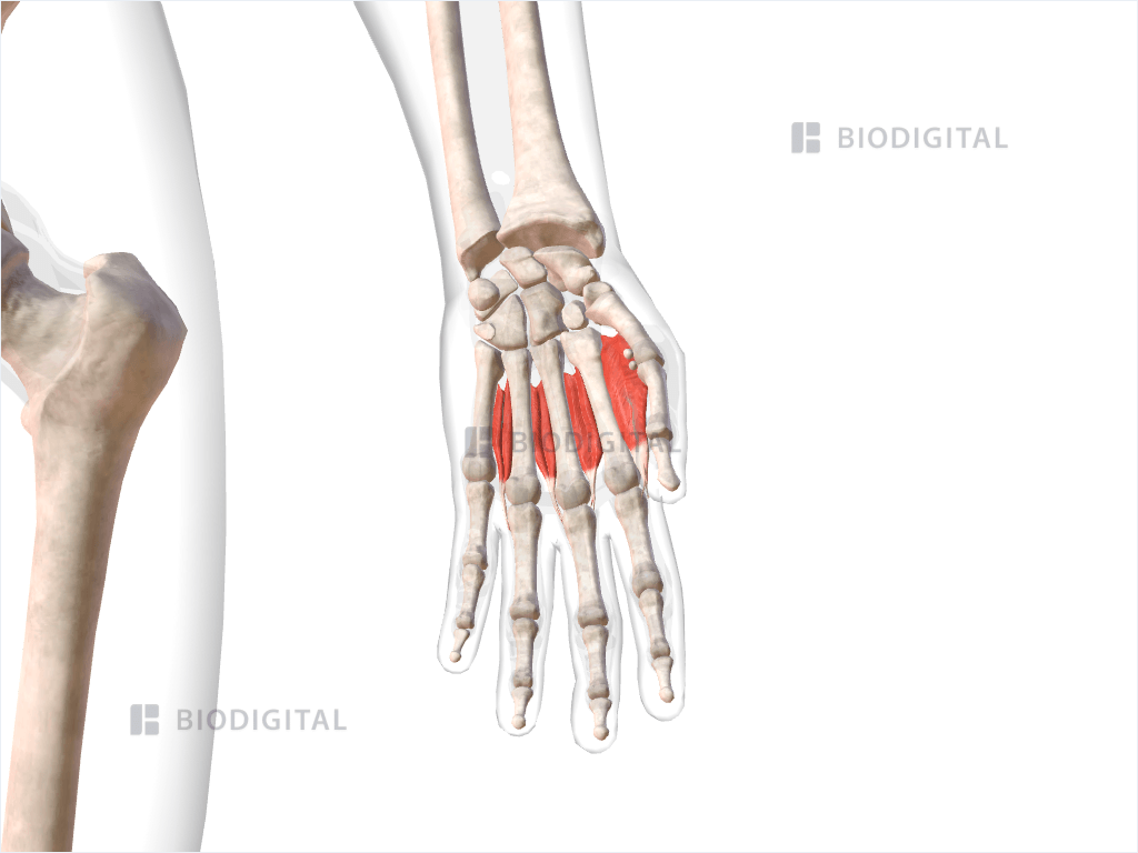 Dorsal interosseous muscles of left hand