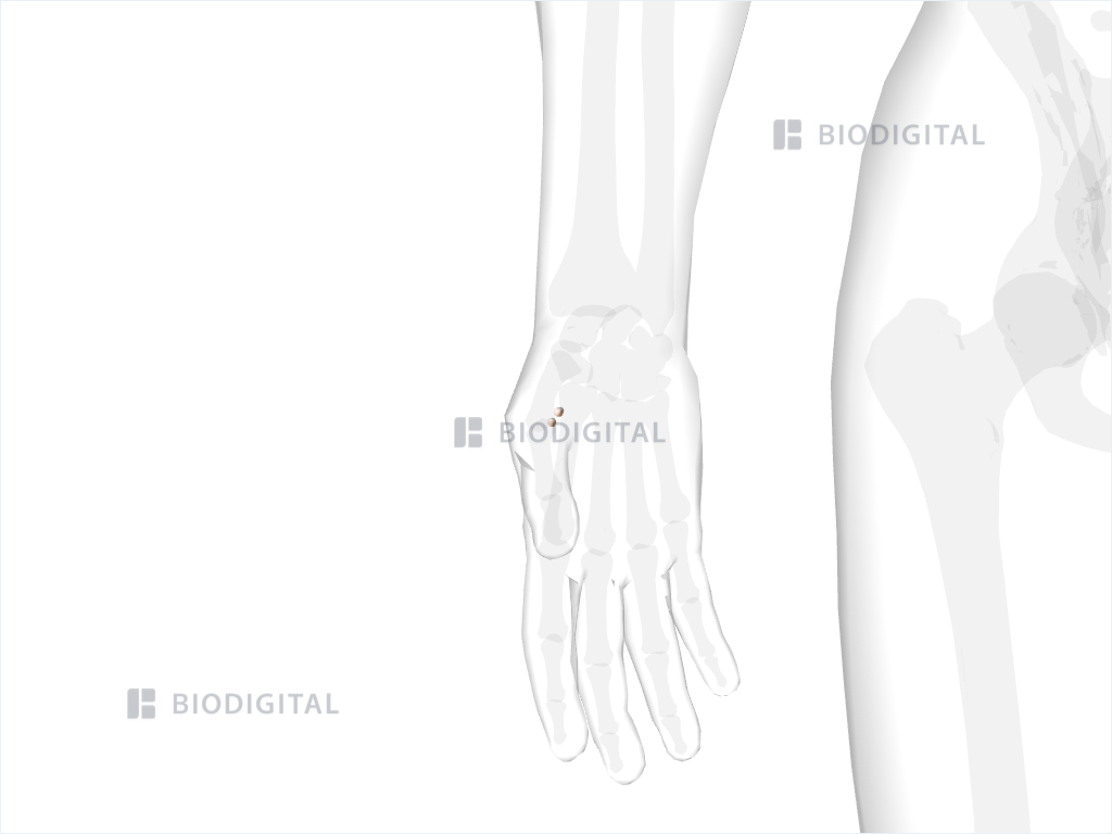 Sesamoid bones of right thumb