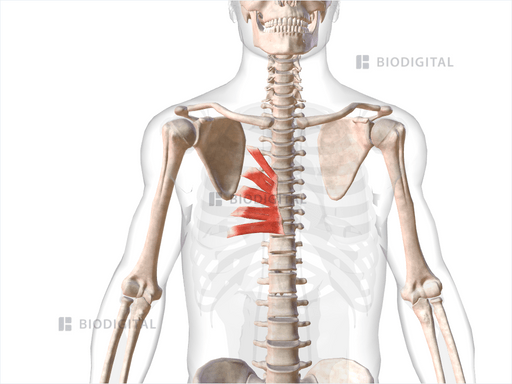 Right transversus thoracis | BioDigital Anatomy