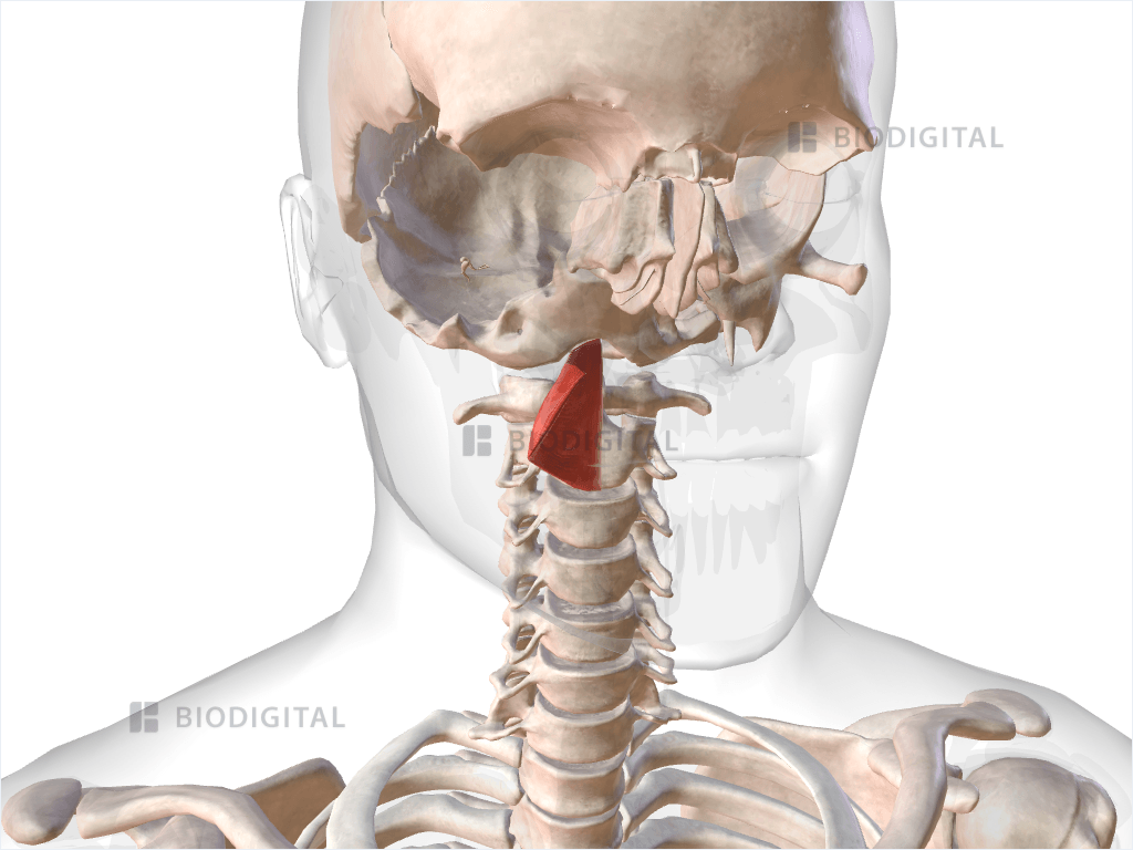 Right superior pharyngeal constrictor