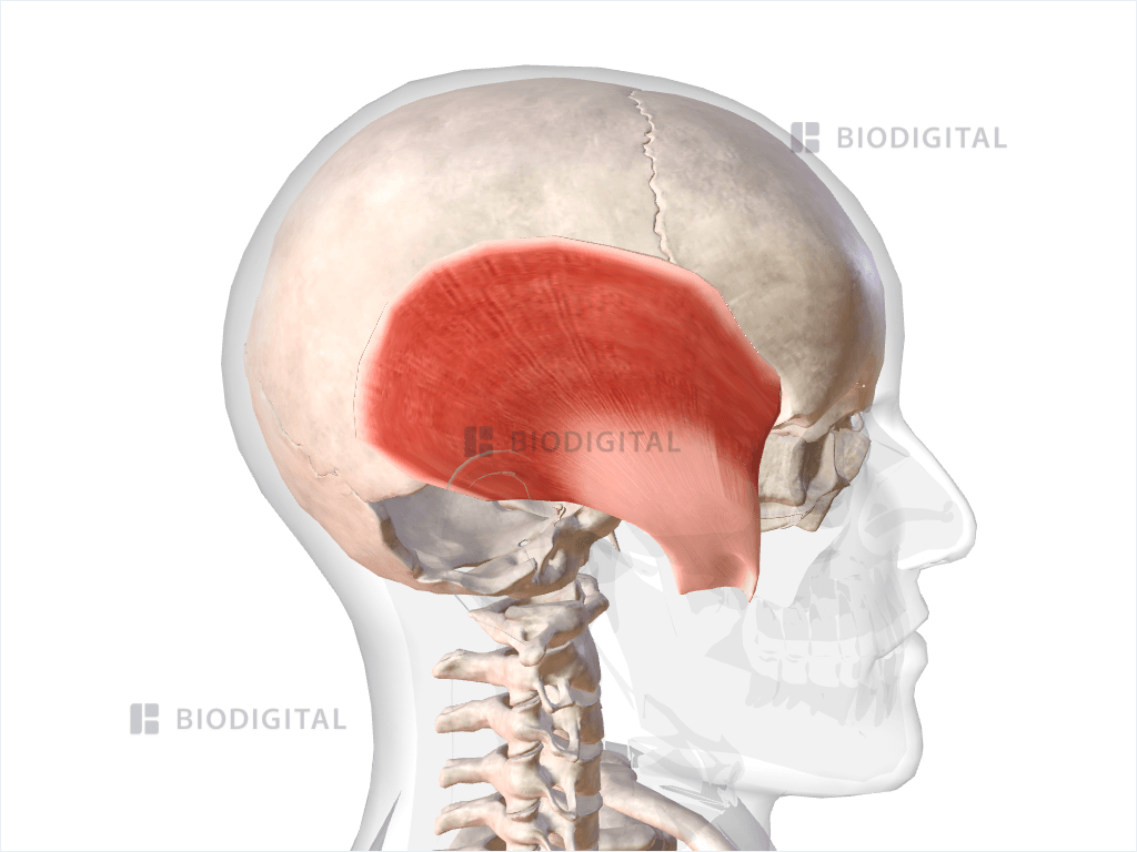 Right temporalis