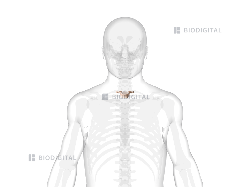 First thoracic vertebra