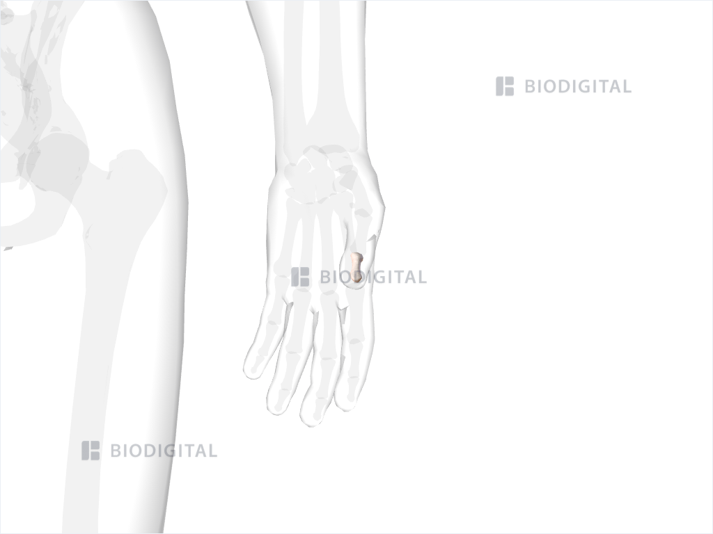 Distal phalanx of left thumb