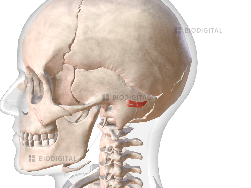Auricularis posterior
