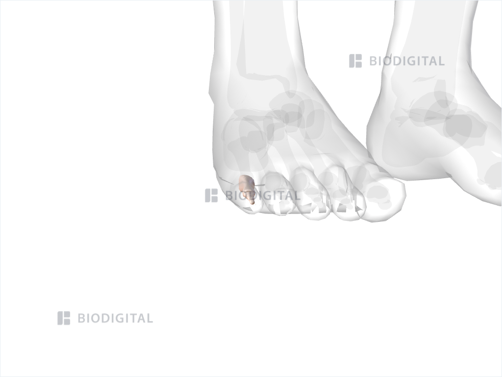 Phalanges of right fifth toe