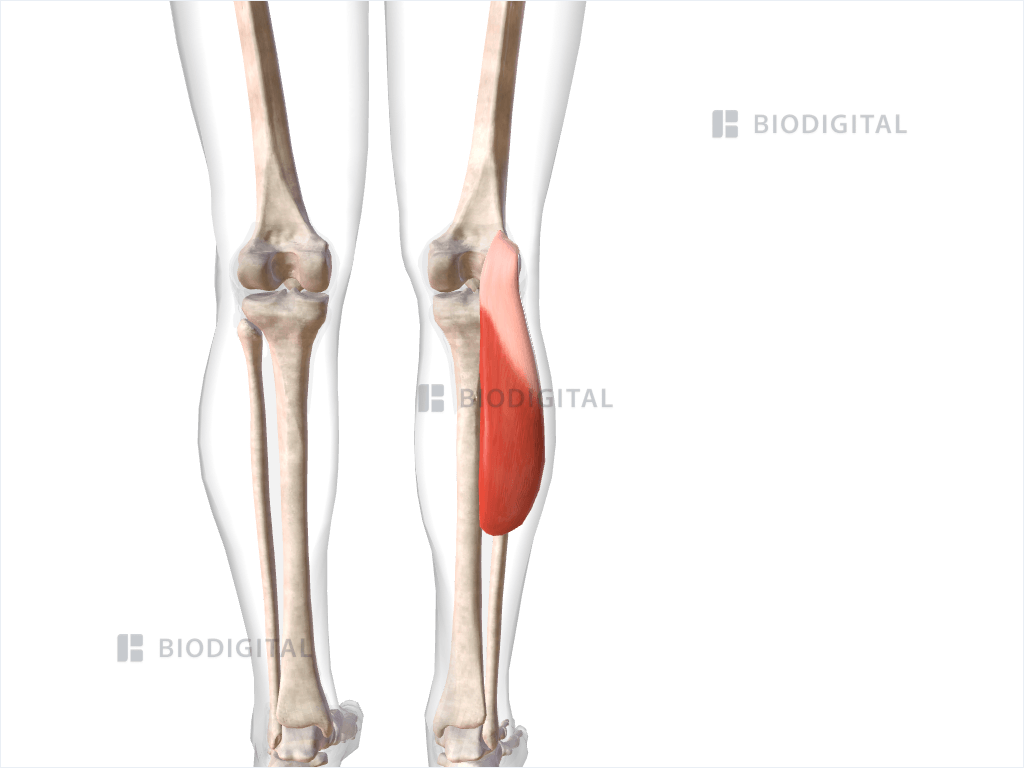 Lateral head of right gastrocnemius