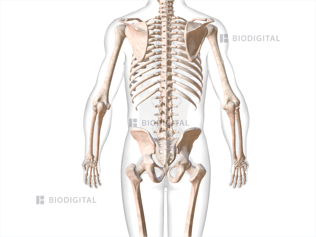 Left intertransversarii mediales lumborum