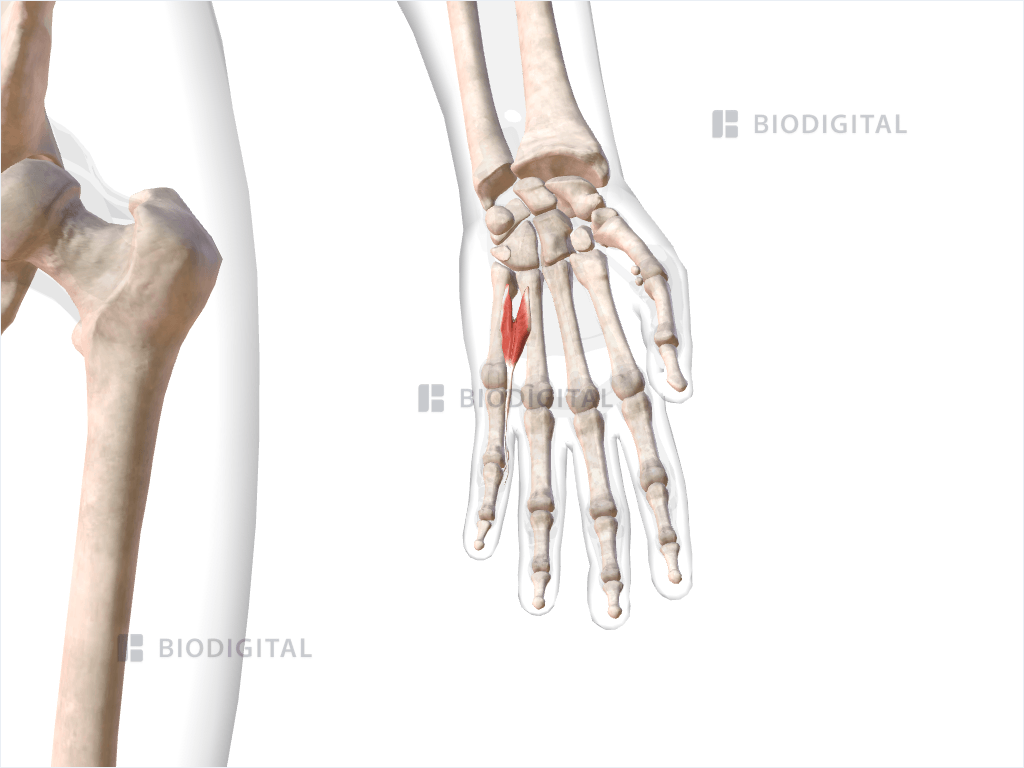 Fourth lumbrical muscle of left hand