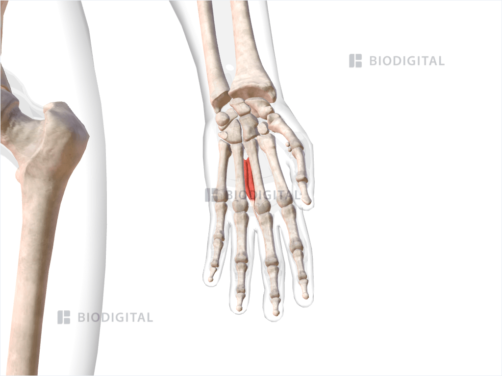 Third dorsal interosseous muscle of left hand