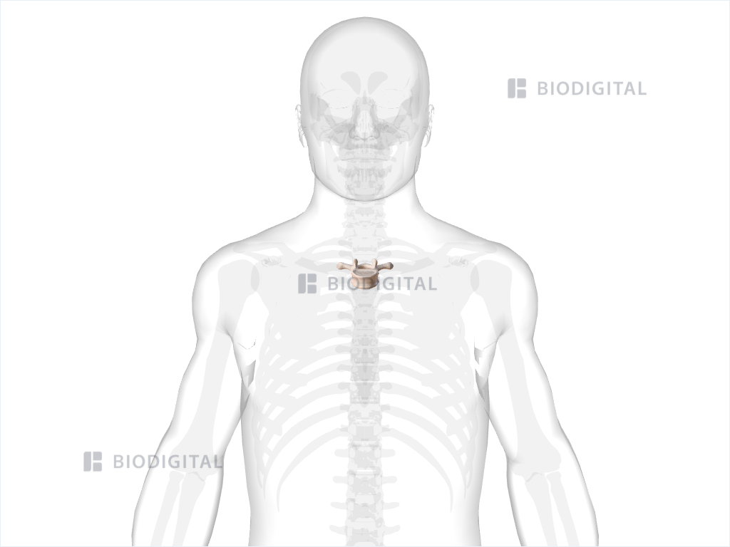 Third thoracic vertebra