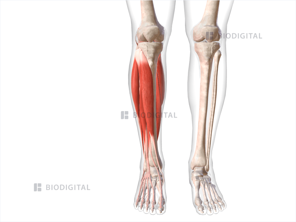 Muscles of right lower leg