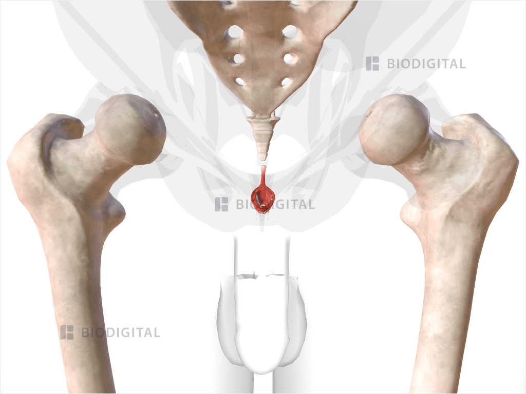 Muscles of anal sphincter