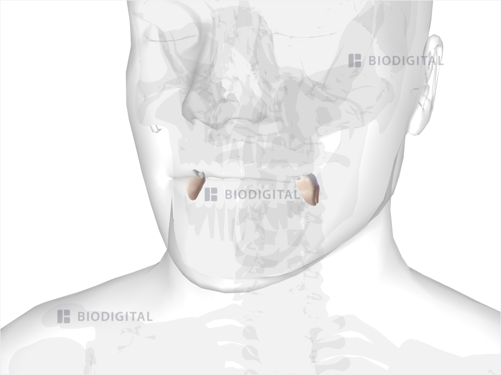 Mandibular third molar