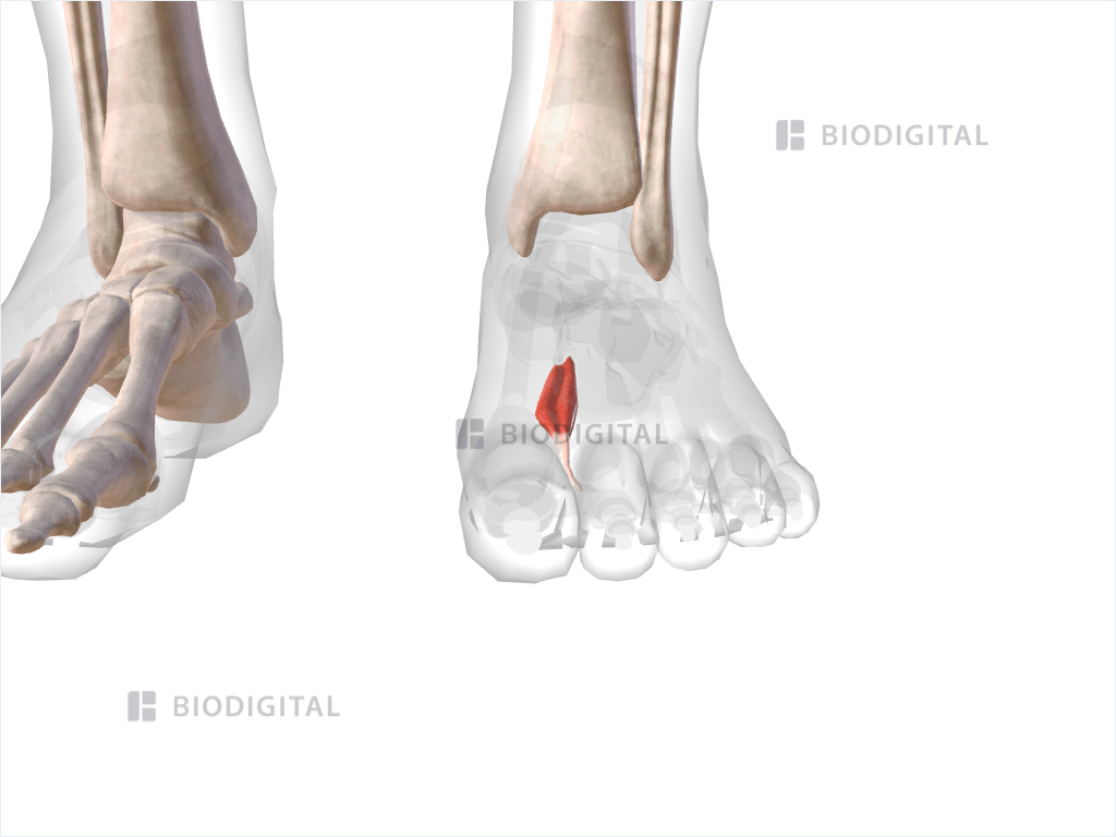 First dorsal interosseus muscle of left foot