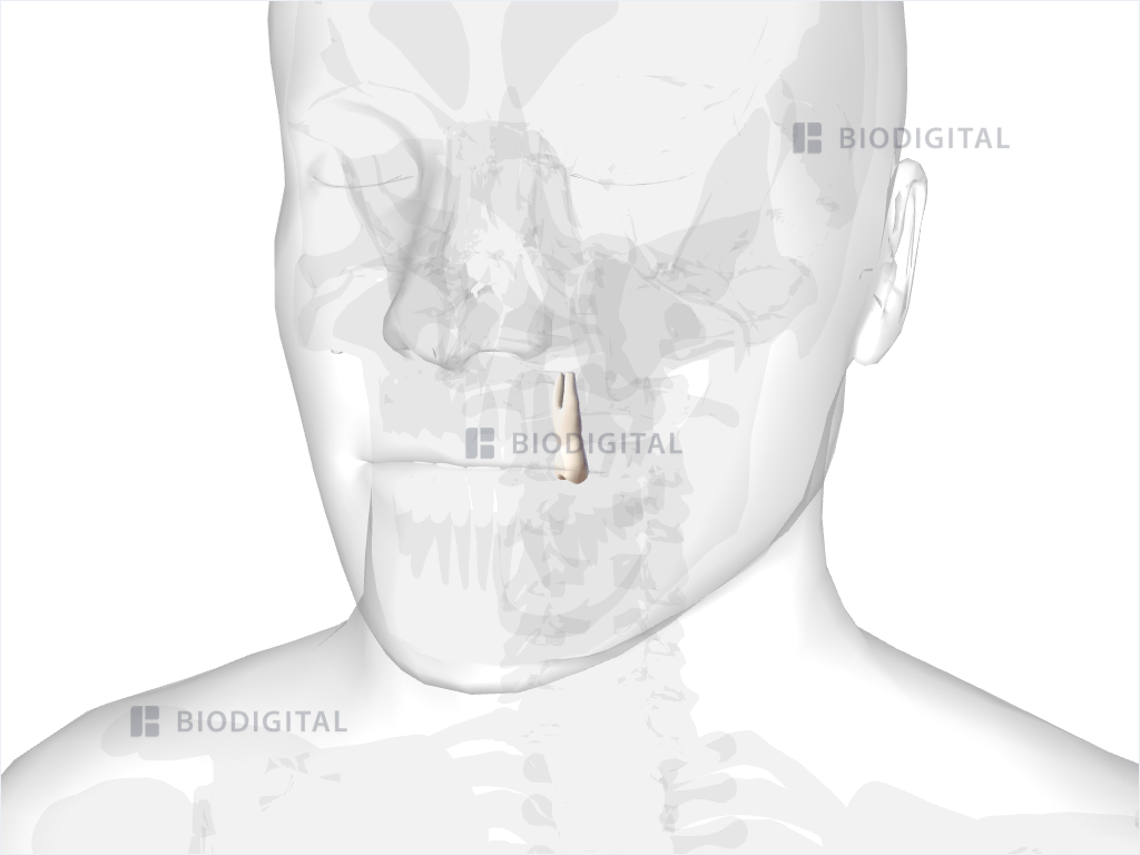 Left maxillary first premolar