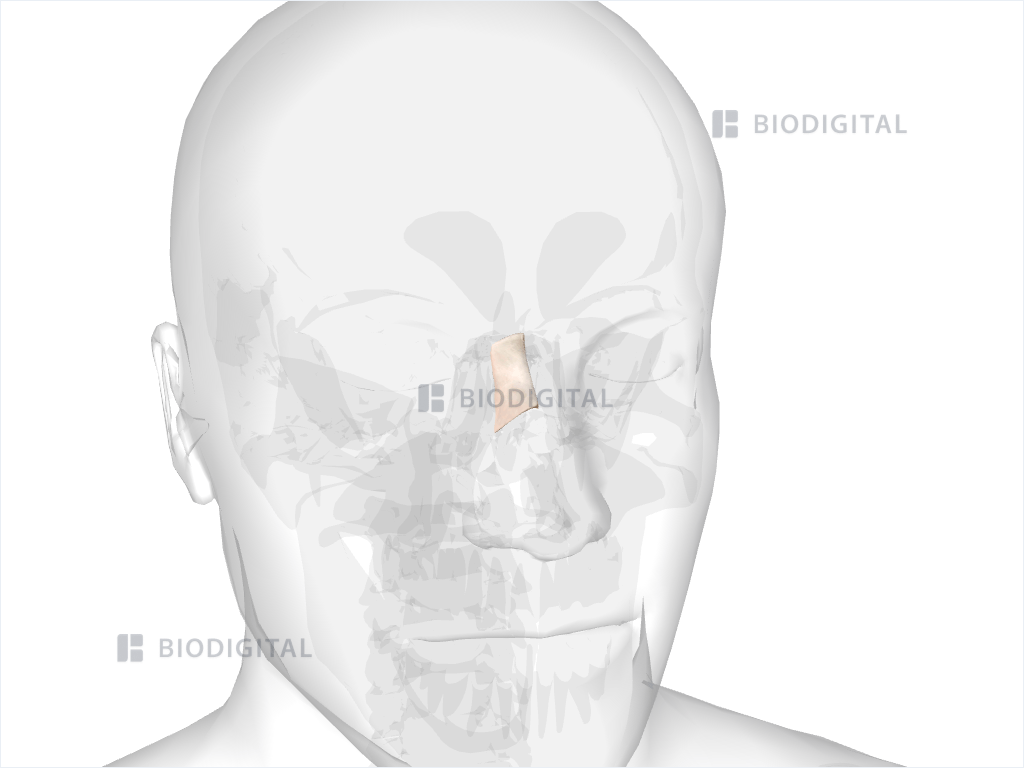 Right nasal bone
