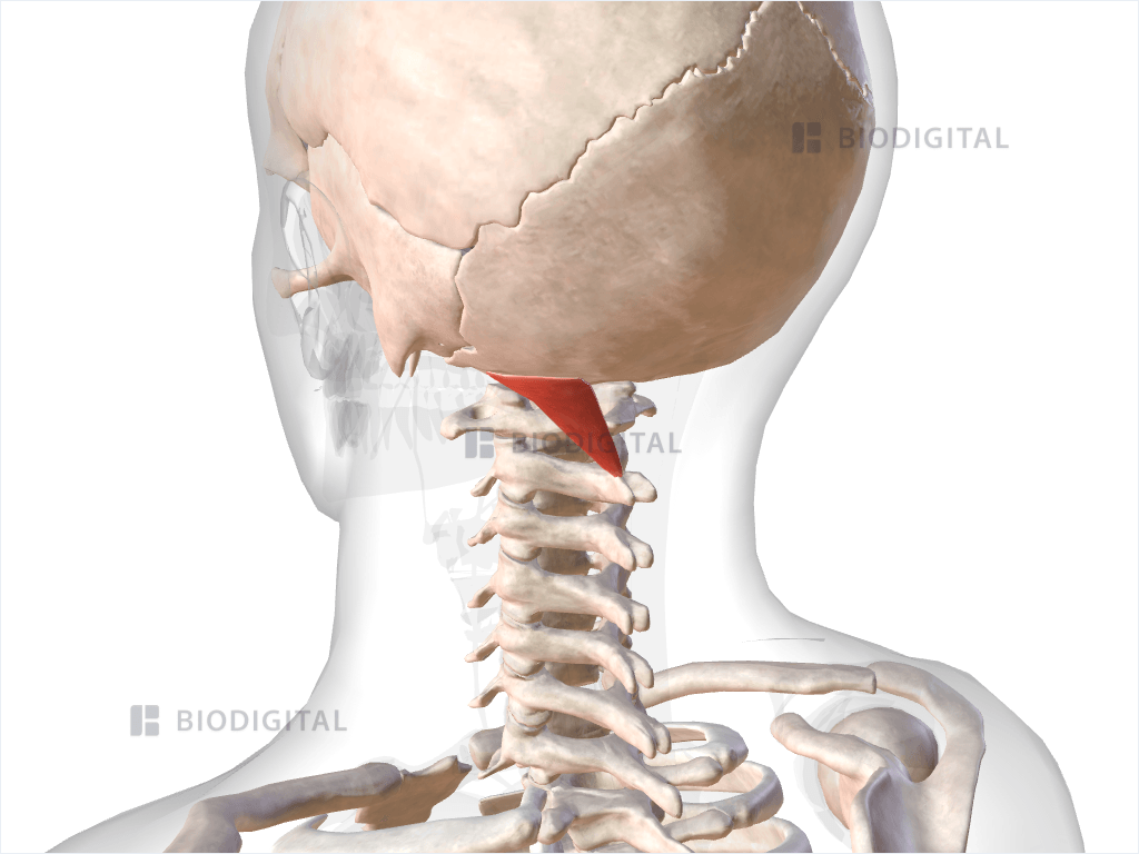 Left rectus capitis posterior major