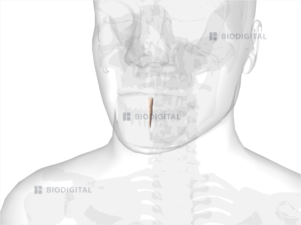 Left mandibular central incisor