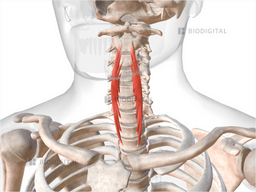 Vertical intermediate part of longus colli | BioDigital Anatomy