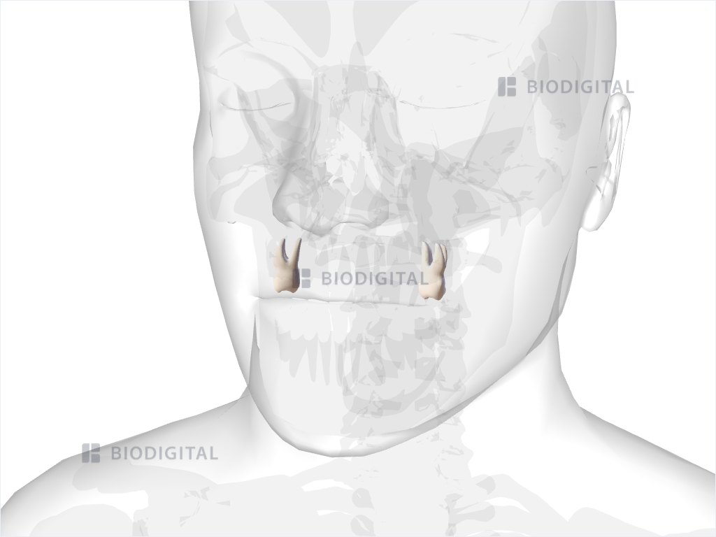 Maxillary second molar
