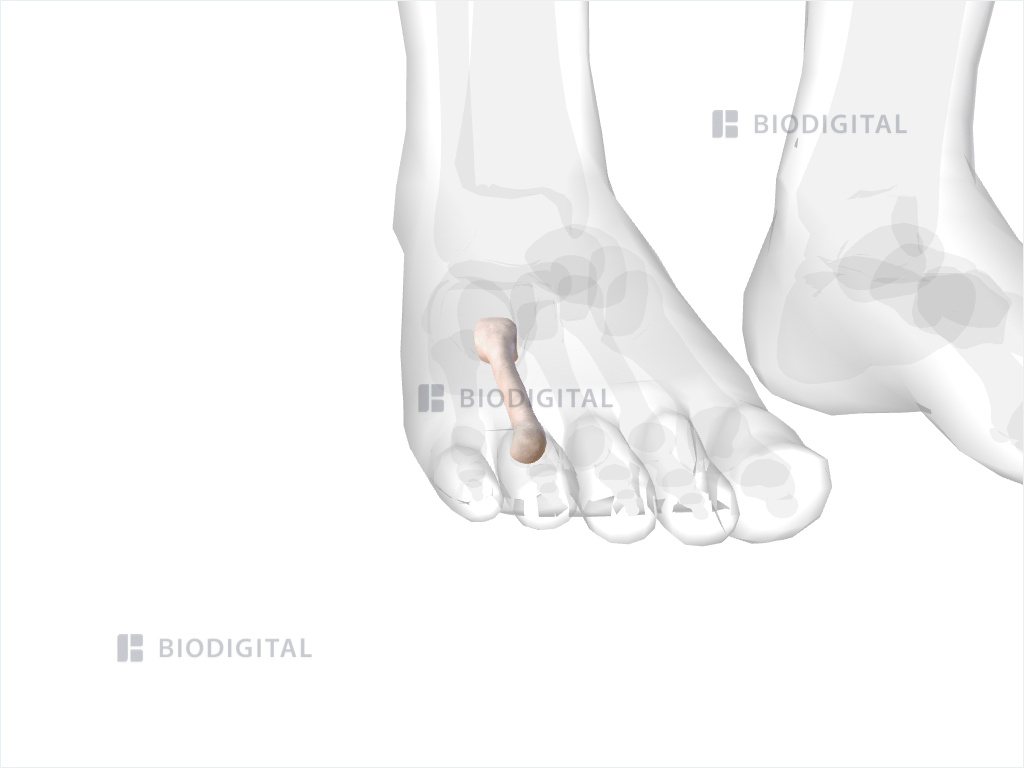 Right fourth metatarsal