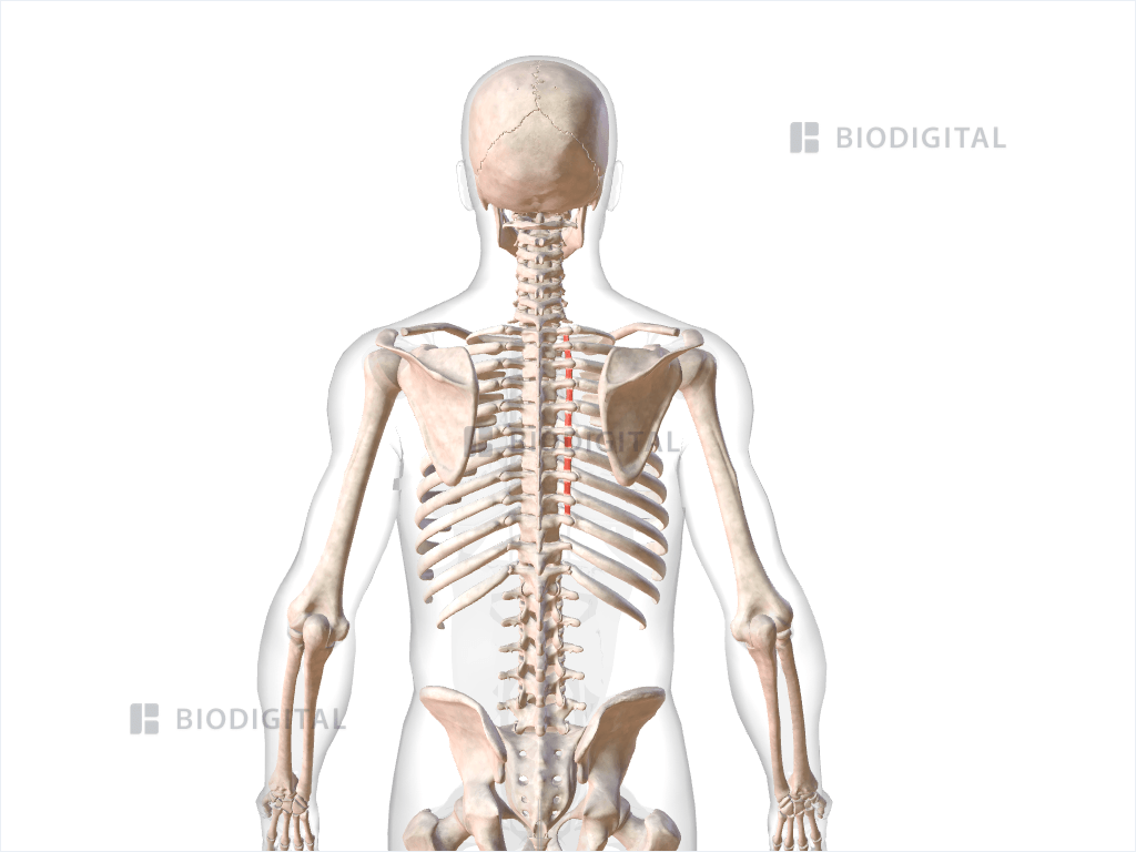 Right thoracic intertransversarii