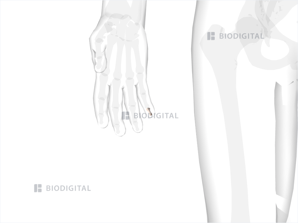 Distal phalanx of right little finger