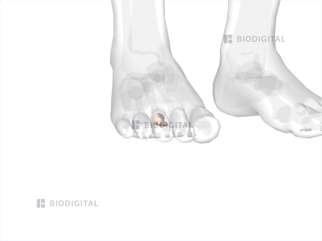 Proximal phalanx of right third toe