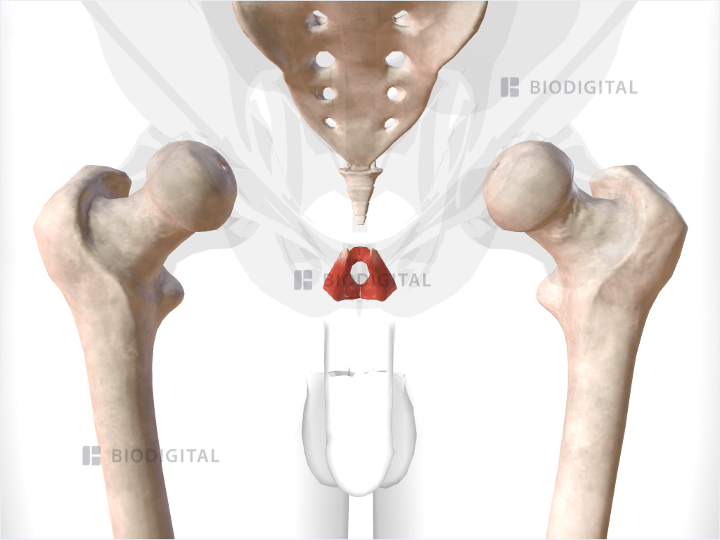 Puborectalis